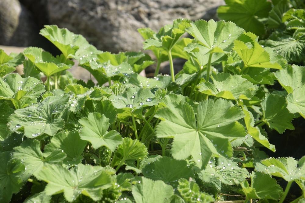 Green,Leaves,Of,Alchemilla,Vulgaris,With,Raindrops,In,A,Summer Frauenheilkunde Naturverfahren Darmstadt